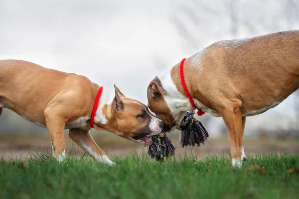 Dos Americanos Staffordshire Terrier Perros Jugando Con Juguete Juntos Aire —  Fotos de Stock