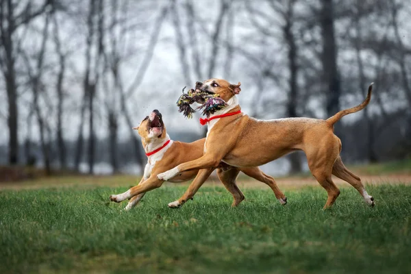 Dos Americanos Staffordshire Terrier Perros Jugando Con Juguete Juntos Aire — Foto de Stock