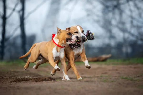 Dos Americanos Staffordshire Terrier Perros Jugando Con Juguete Juntos Aire —  Fotos de Stock