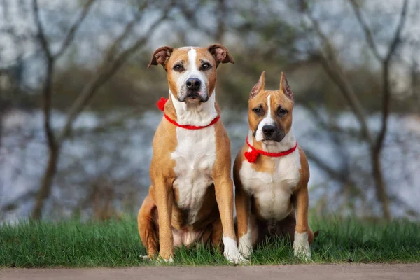 Dois Americanos Staffordshire Terrier Cães Sentados Juntos Livre — Fotografia de Stock