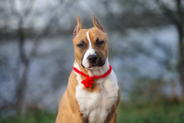 Red American Staffordshire Terrier Puppy Posing Outdoors Summer — Stock Photo, Image