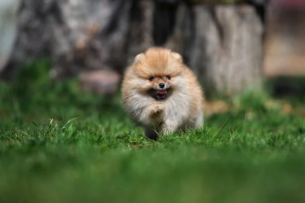 Feliz Pomeranian Spitz Cachorro Corriendo Aire Libre Verano — Foto de Stock