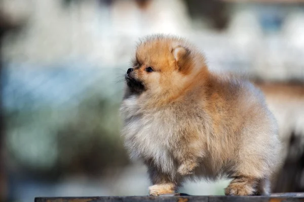 Κόκκινο Pomeranian Spitz Κουτάβι Θέτει Εξωτερικούς Χώρους — Φωτογραφία Αρχείου