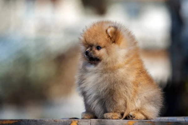 Κόκκινο Pomeranian Spitz Κουτάβι Θέτει Εξωτερικούς Χώρους — Φωτογραφία Αρχείου