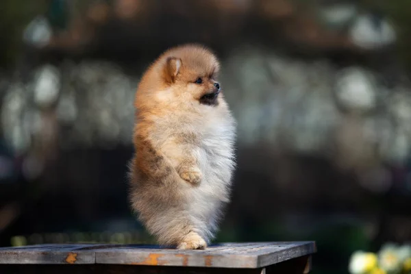 Αστείο Pomeranian Spitz Κουτάβι Στέκεται Στα Πίσω Πόδια — Φωτογραφία Αρχείου