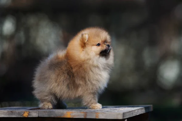红色波美拉尼亚斯皮茨小狗在户外摆姿势 — 图库照片