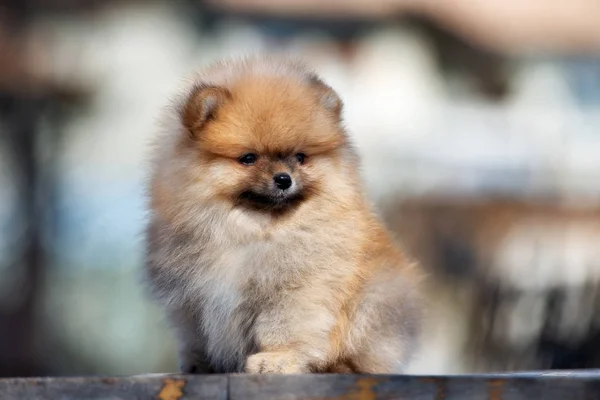 Κόκκινο Pomeranian Spitz Κουτάβι Θέτει Εξωτερικούς Χώρους — Φωτογραφία Αρχείου