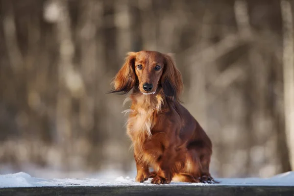 Red Dachshund Dog Portrait Outdoors Winter — ストック写真