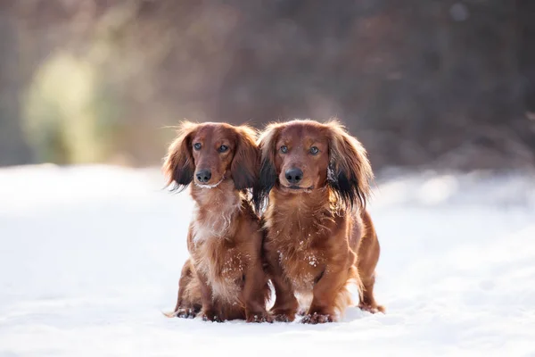 Dva Jezevčíci Pózují Společně Venku Zimě — Stock fotografie