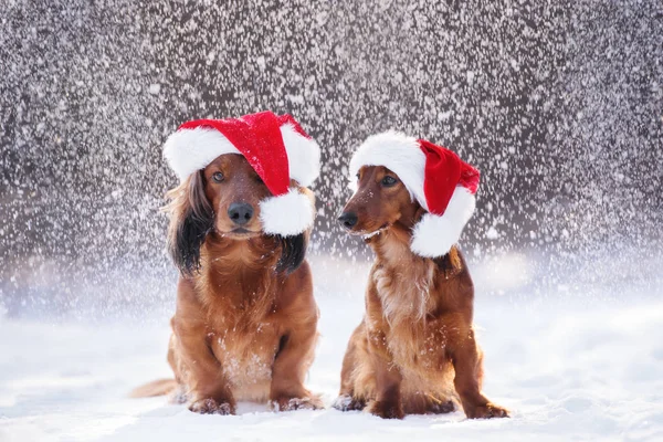 Dwa Psy Kapeluszach Mikołaja Pozowanie Padającym Śniegu — Zdjęcie stockowe