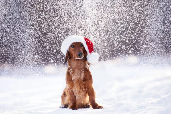 Perro Salchicha Sombrero Santa Posando Nieve Que Cae — Foto de Stock