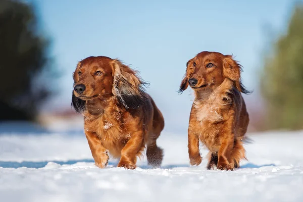 Deux Chiens Teckel Marchant Ensemble Hiver — Photo