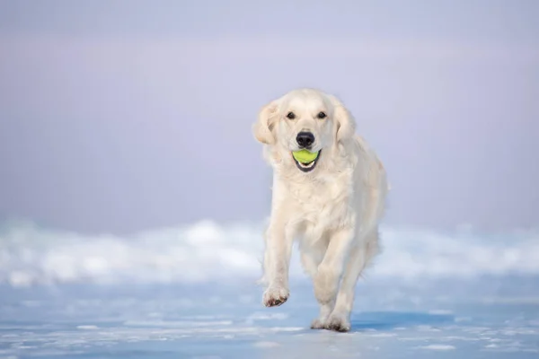 Kışın Kumsalda Golden Retriever Köpeği — Stok fotoğraf