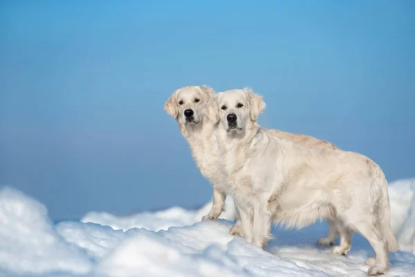 Zwei Golden Retriever Hunde Posieren Winter Strand — Stockfoto