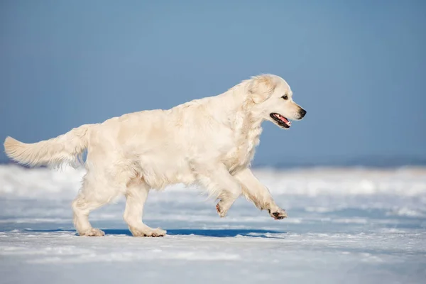 Golden Retriever Kutya Strandon Télen — Stock Fotó