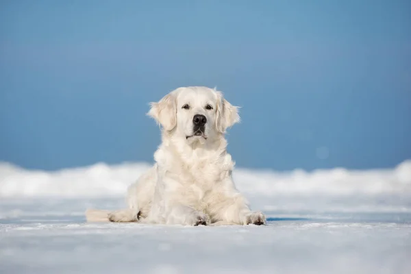 Pies Golden Retriever Plaży Zimie — Zdjęcie stockowe