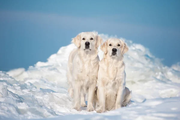 Dwa Psy Golden Retriever Pozowanie Plaży Zimie — Zdjęcie stockowe