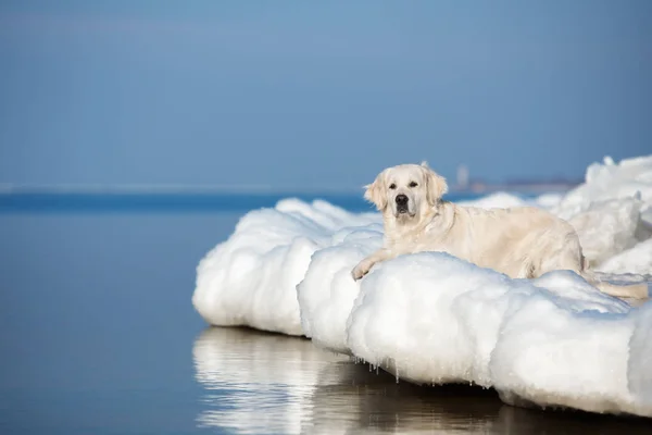Pies Golden Retriever Plaży Zimie — Zdjęcie stockowe