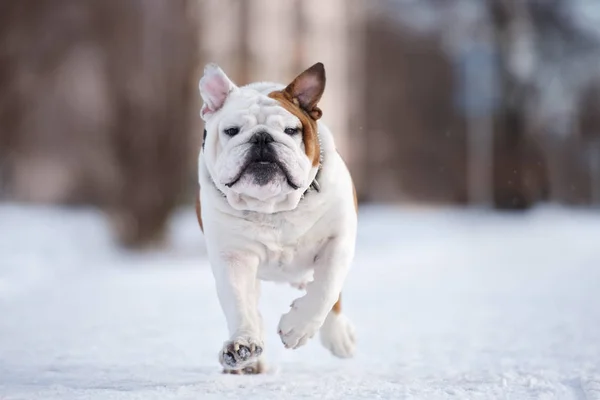 Kışın Koşan Mutlu Ngiliz Bulldog — Stok fotoğraf