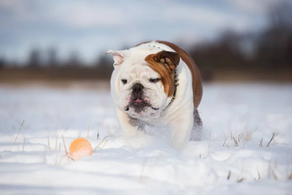 Ngiliz Bulldog Kışın Dışarıda Yürüyor — Stok fotoğraf