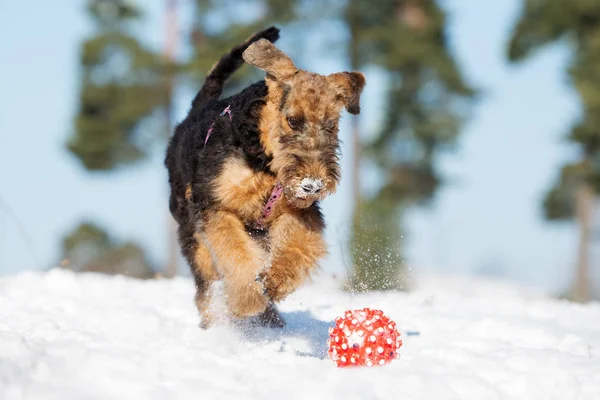 airedale terrier puppy running outdoors in winter