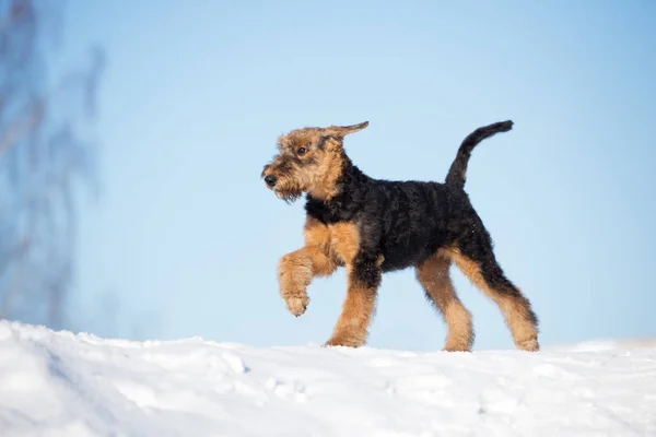 airedale terrier puppy running outdoors in winter
