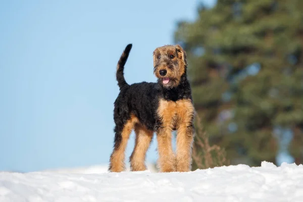 airedale terrier puppy standing outdoors in winter