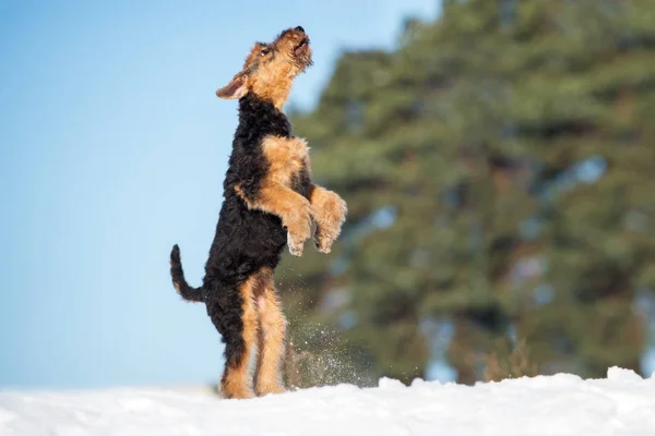 airedale terrier puppy jumping up outdoors