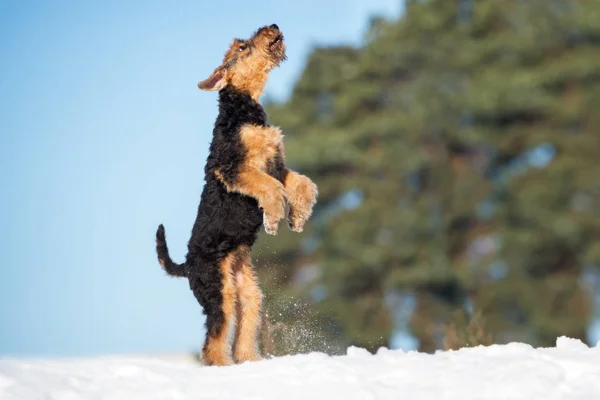 Airedale Teriér Štěně Skákání Ven — Stock fotografie