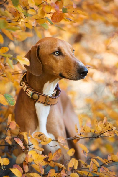 Renkli Sonbahar Yapraklarında Azawakh Köpek Portresi — Stok fotoğraf