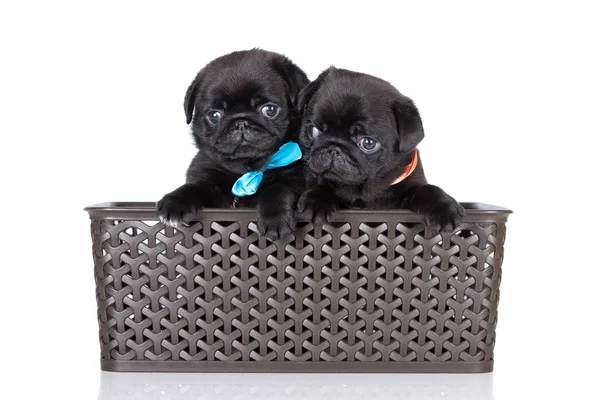 Dois Filhotes Cachorro Preto Posando Uma Cesta Fundo Preto — Fotografia de Stock