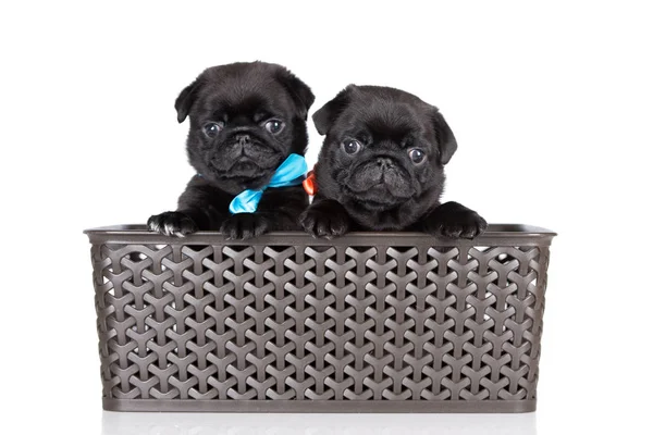 Dois Filhotes Cachorro Preto Posando Uma Cesta Fundo Preto — Fotografia de Stock