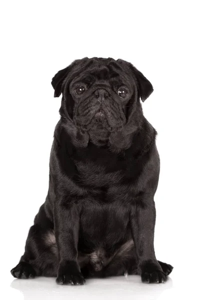 Zwart Pug Hond Poseren Witte Achtergrond — Stockfoto