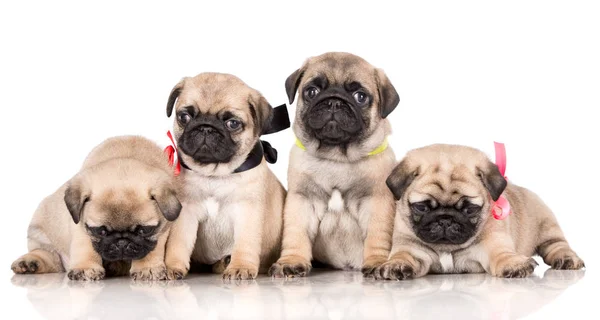 Groep Pug Puppies Poseren Witte Achtergrond — Stockfoto