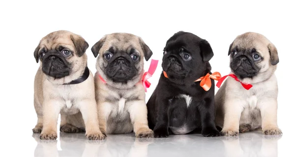 Groep Pug Puppies Poseren Witte Achtergrond — Stockfoto
