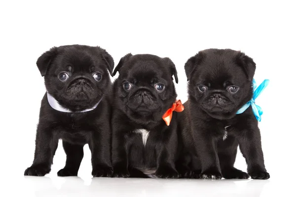 Drie Zwarte Pug Puppies Witte Achtergrond — Stockfoto