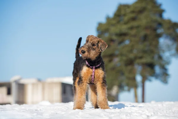 airedale terrier puppy posing outdoors in winter