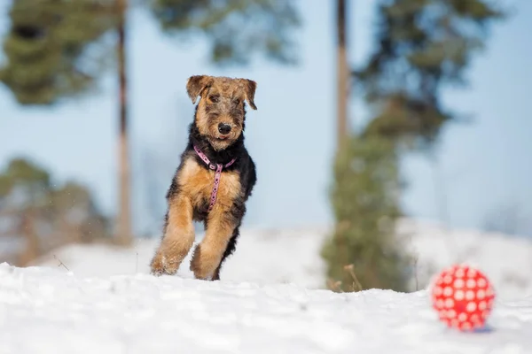 happy airedale terrier puppy running outdoors in winter