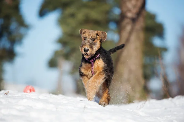 Happy Airedale Teriér Štěně Běží Venku Zimě — Stock fotografie