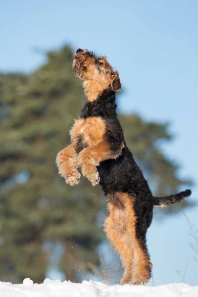 airedale terrier puppy jumping up outdoors in winter