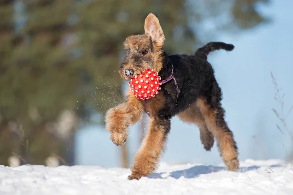 Happy Airedale Puppy Running Ball Winter — Stock Photo, Image