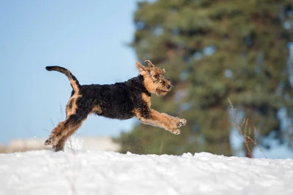 happy airedale terrier puppy running outdoors in winter