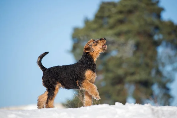 airedale terrier puppy walking outdoors in winter
