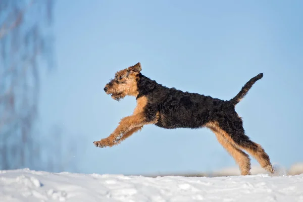 happy airedale terrier puppy running outdoors in winter