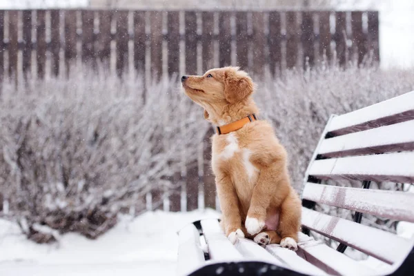 Ördek Çanı Köpeği Dışarıda Karda Poz Veriyor — Stok fotoğraf