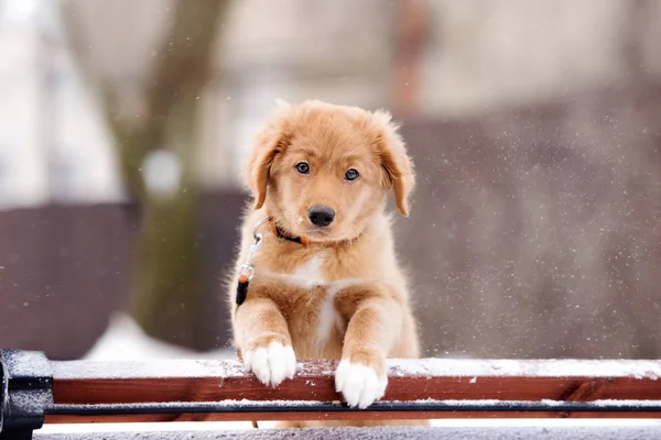 Anatra Tolling Retriever Cucciolo Posa Nella Neve All Aperto — Foto Stock