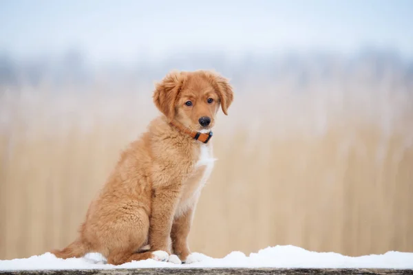 Eendentol Retriever Puppy Poseren Sneeuw Buiten — Stockfoto