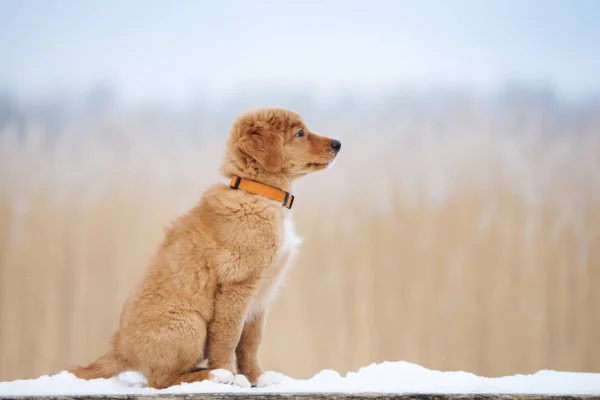 Eendentol Retriever Puppy Poseren Sneeuw Buiten — Stockfoto