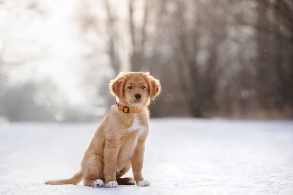 Pato Peaje Retriever Cachorro Posando Nieve Aire Libre — Foto de Stock