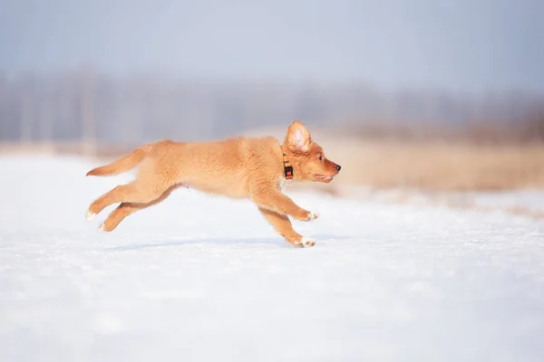 Happy Duck Tolling Retriever Puppy Running Outdoors Winter — Stock Photo, Image